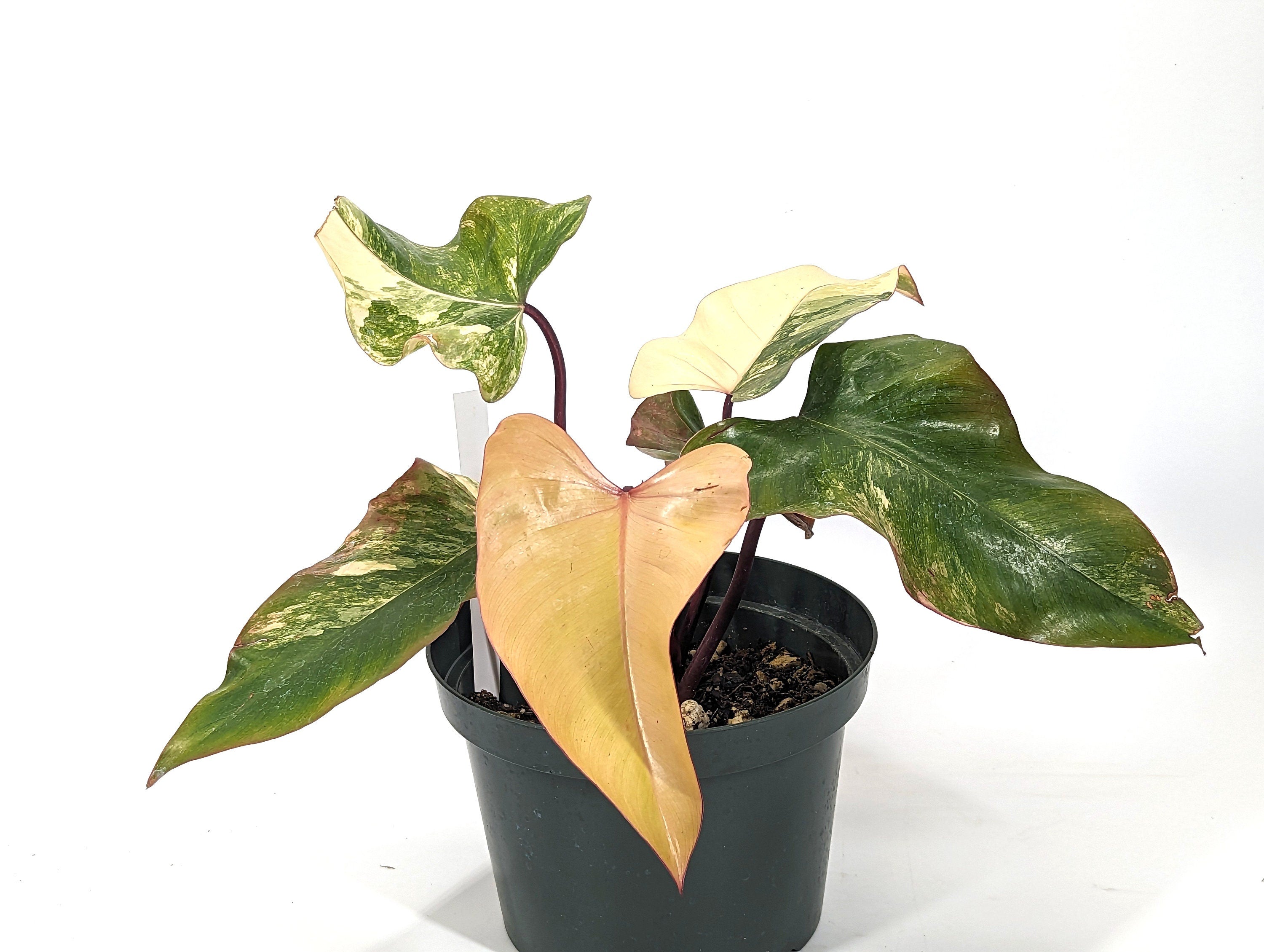 Philodendron Strawberry Shake Beautiful Light Colors Huge 8 inch Pot - 