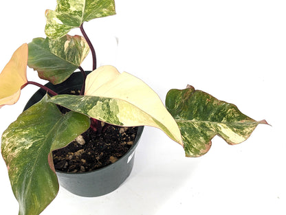 Philodendron Strawberry Shake Beautiful Light Colors Huge 8 inch Pot - 