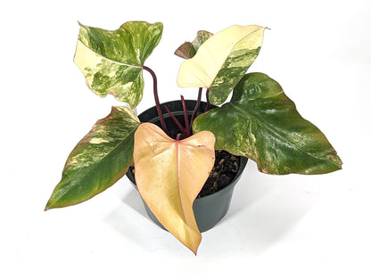 Philodendron Strawberry Shake Beautiful Light Colors Huge 8 inch Pot - 