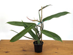 Philodendron Bicolor