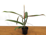 Philodendron Bicolor