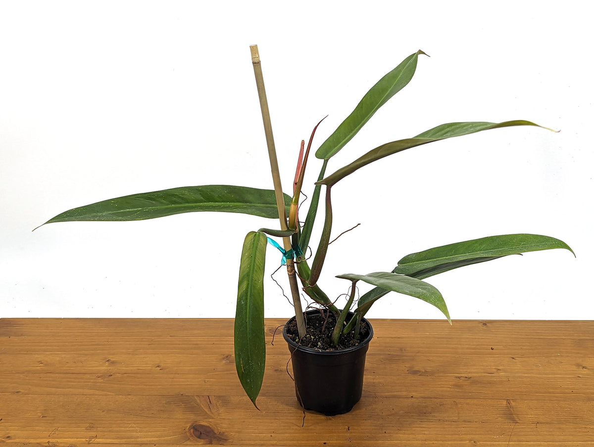 Philodendron Bicolor