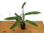 philodendron bicolour Philodendron Bicolor – Plantamani Plants