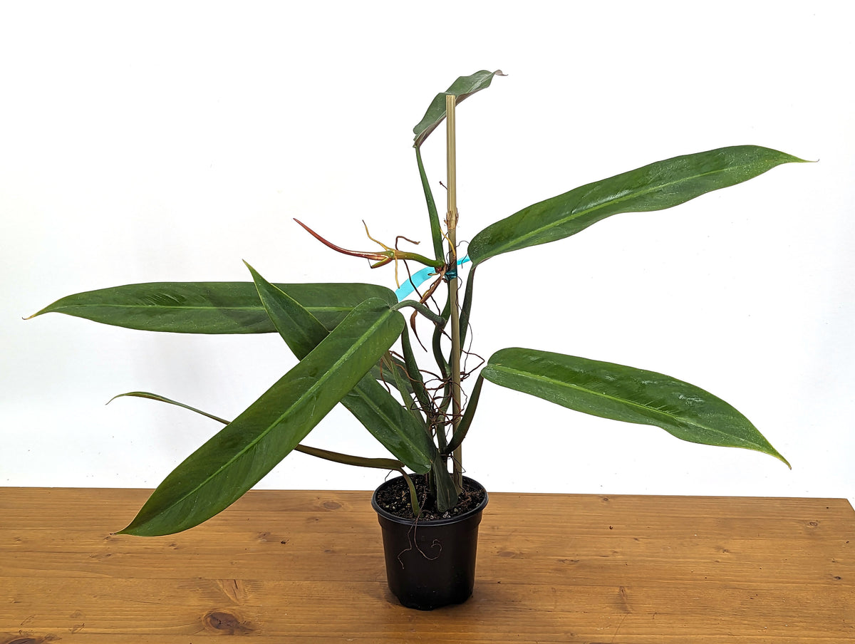 Philodendron Bicolor