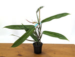 Philodendron Bicolor