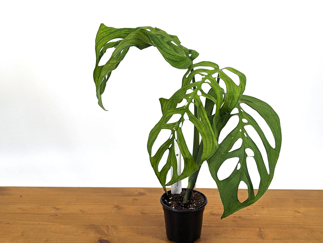 EXACT Large Monstera Esqueleto in 4 Inch Pot - XL Size