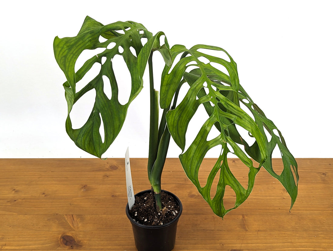 EXACT Large Monstera Esqueleto in 4 Inch Pot - XL Size