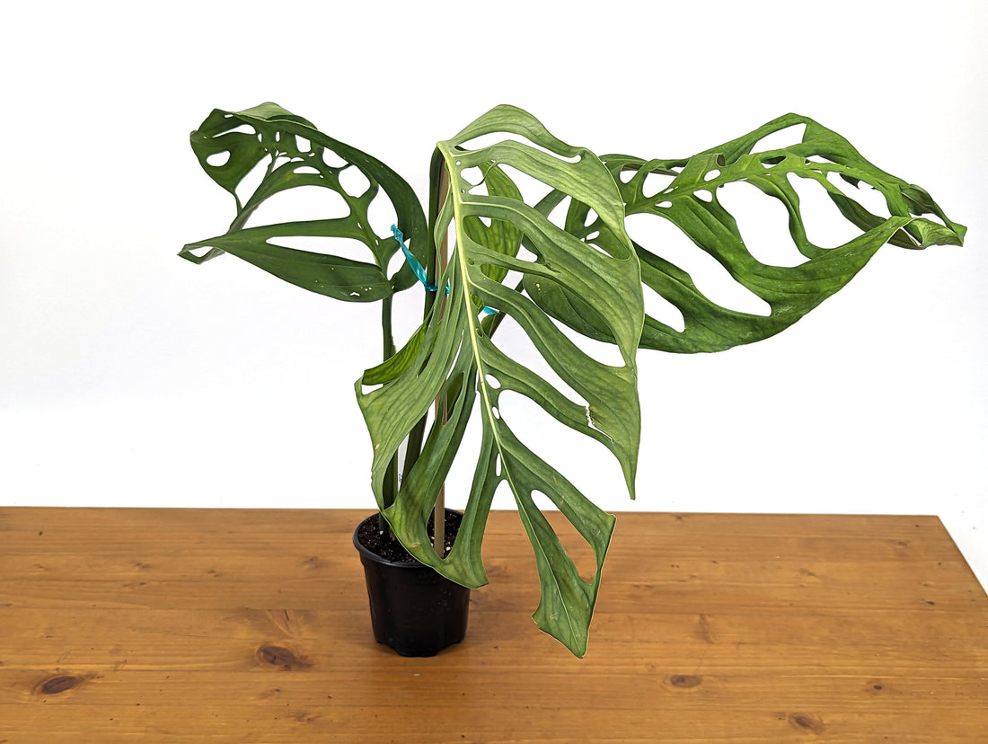 EXACT Large Monstera Esqueleto in 4 Inch Pot - XL Size