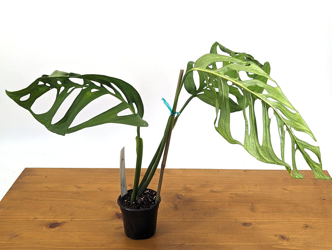 EXACT Large Monstera Esqueleto in 4 Inch Pot - XL Size