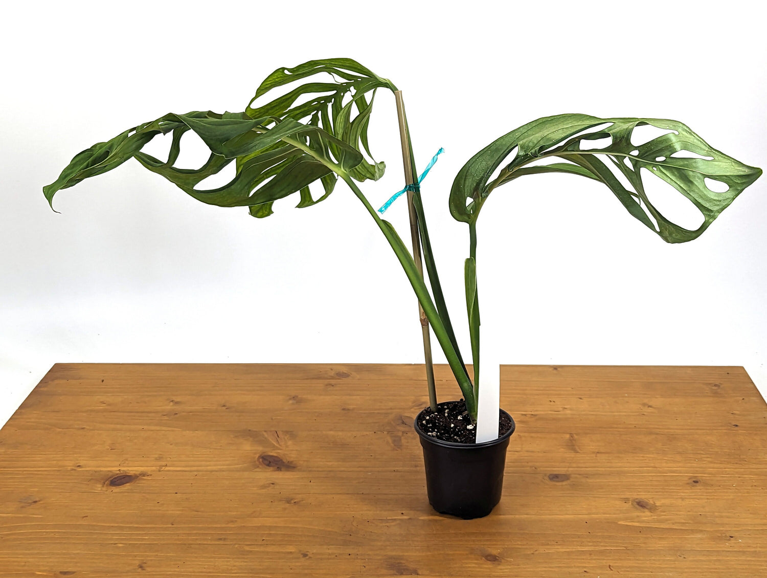 EXACT Large Monstera Esqueleto in 4 Inch Pot - XL Size