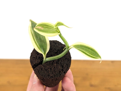 Variegated Vanilla Bean Orchid Planifolia Vanilla Starter Plant Plug