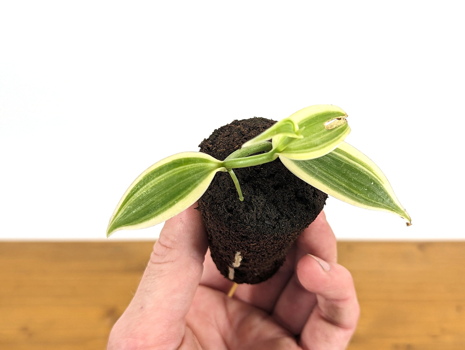 Variegated Vanilla Bean Orchid Planifolia Vanilla Starter Plant Plug