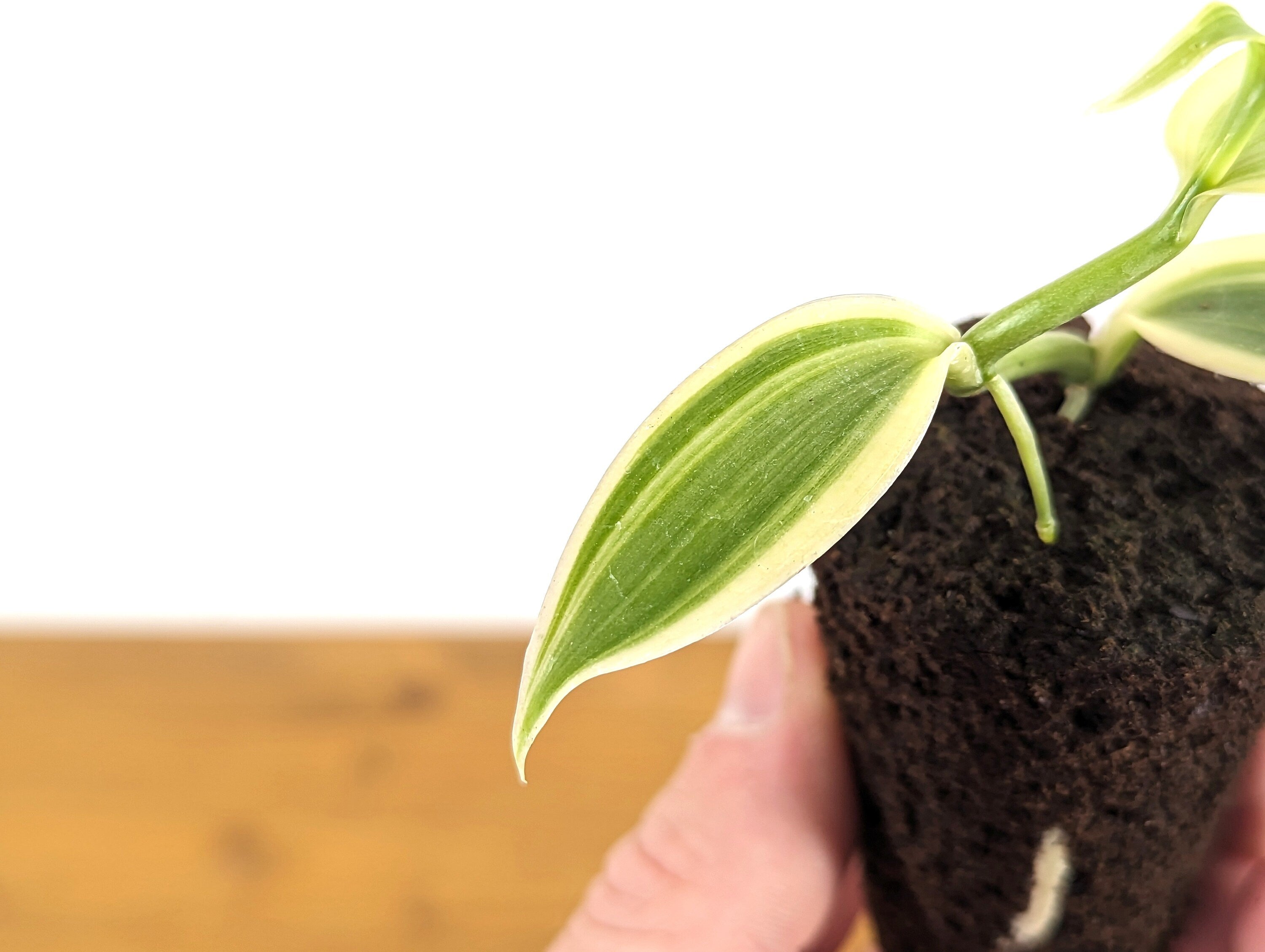 Variegated Vanilla Bean Orchid Planifolia Vanilla Starter Plant Plug