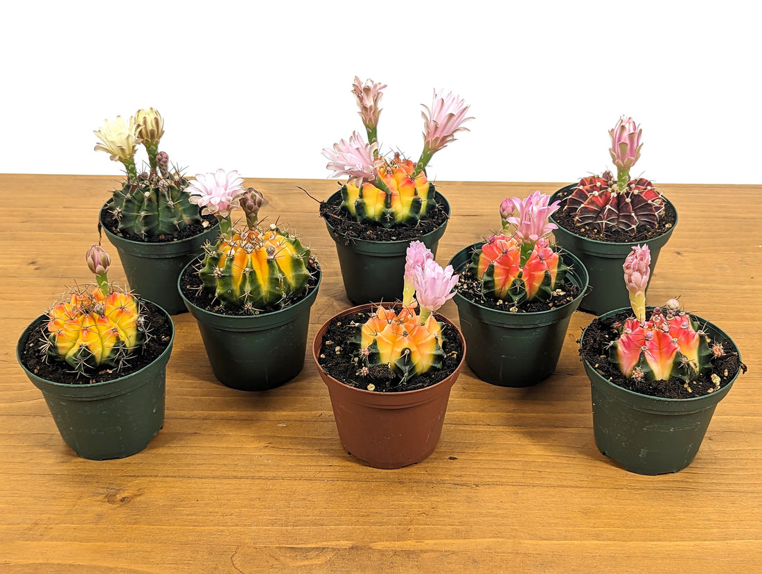 Gymnocalycium Friedrichii Color Ball Cactus Assorted 3&quot; pot