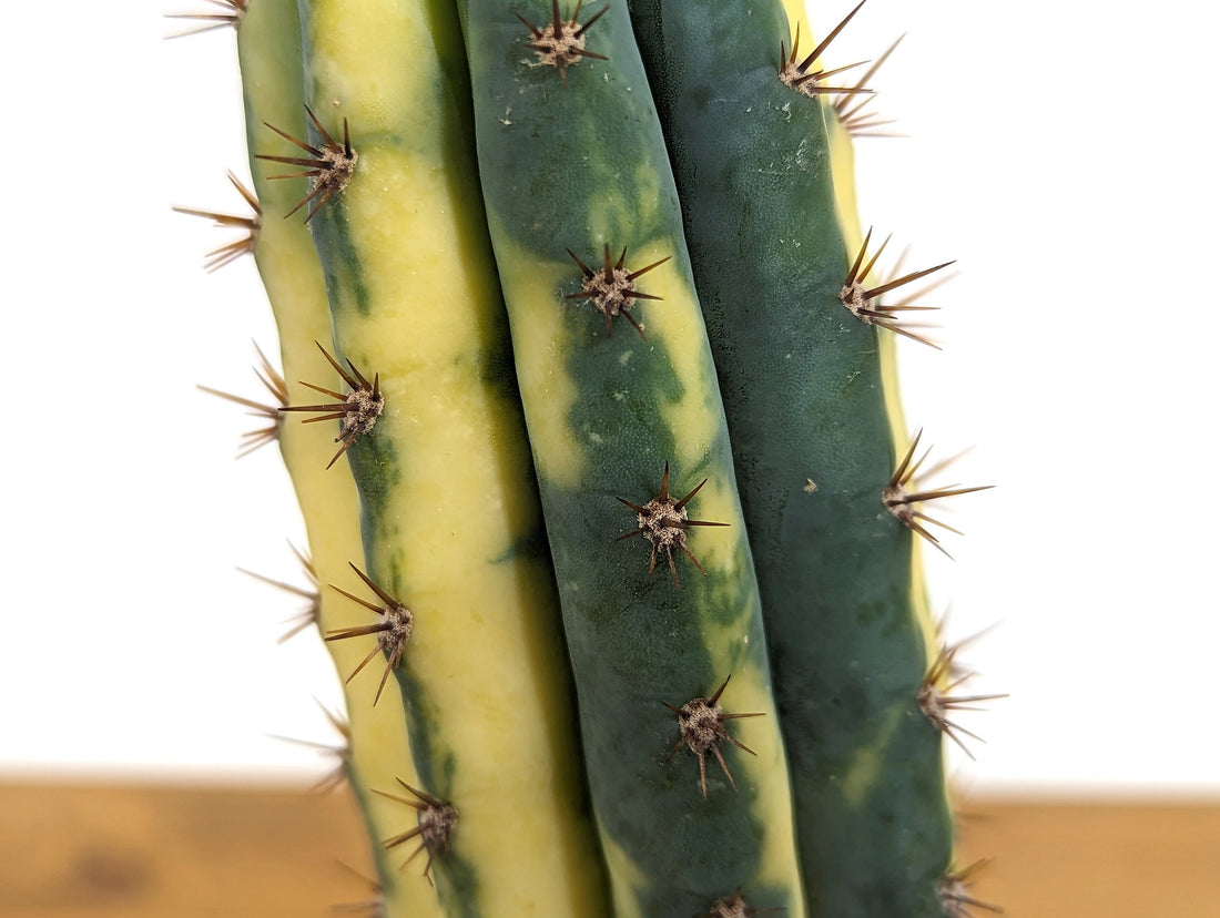 Variegated Blue Candle Cactus Live Plant - 4 Inch Pot