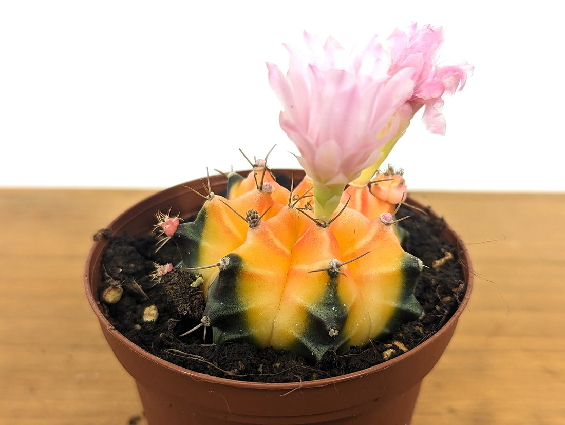 Gymnocalycium Friedrichii Color Ball Cactus Assorted 3&quot; pot