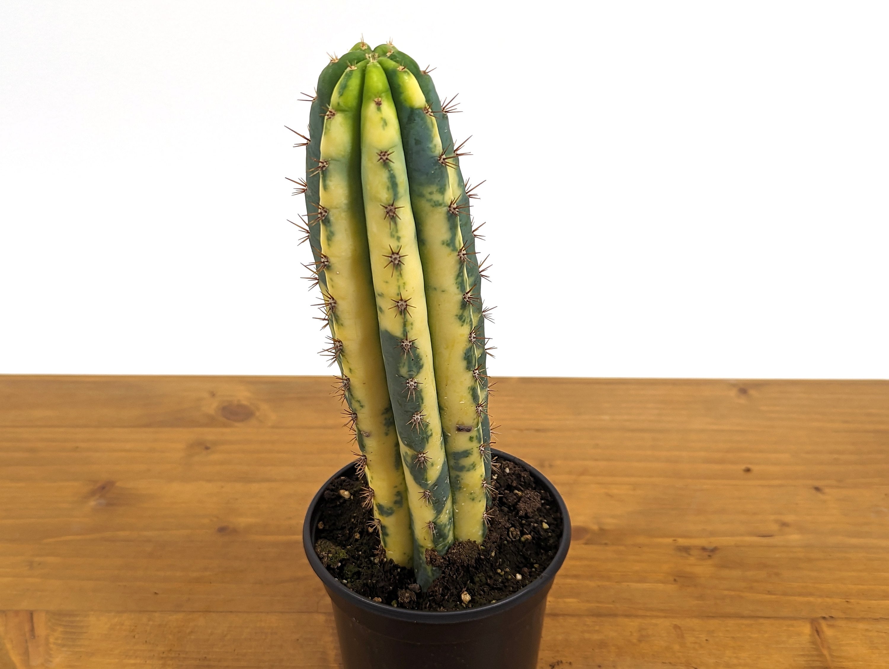 Variegated Blue Candle Cactus Live Plant - 4 Inch Pot