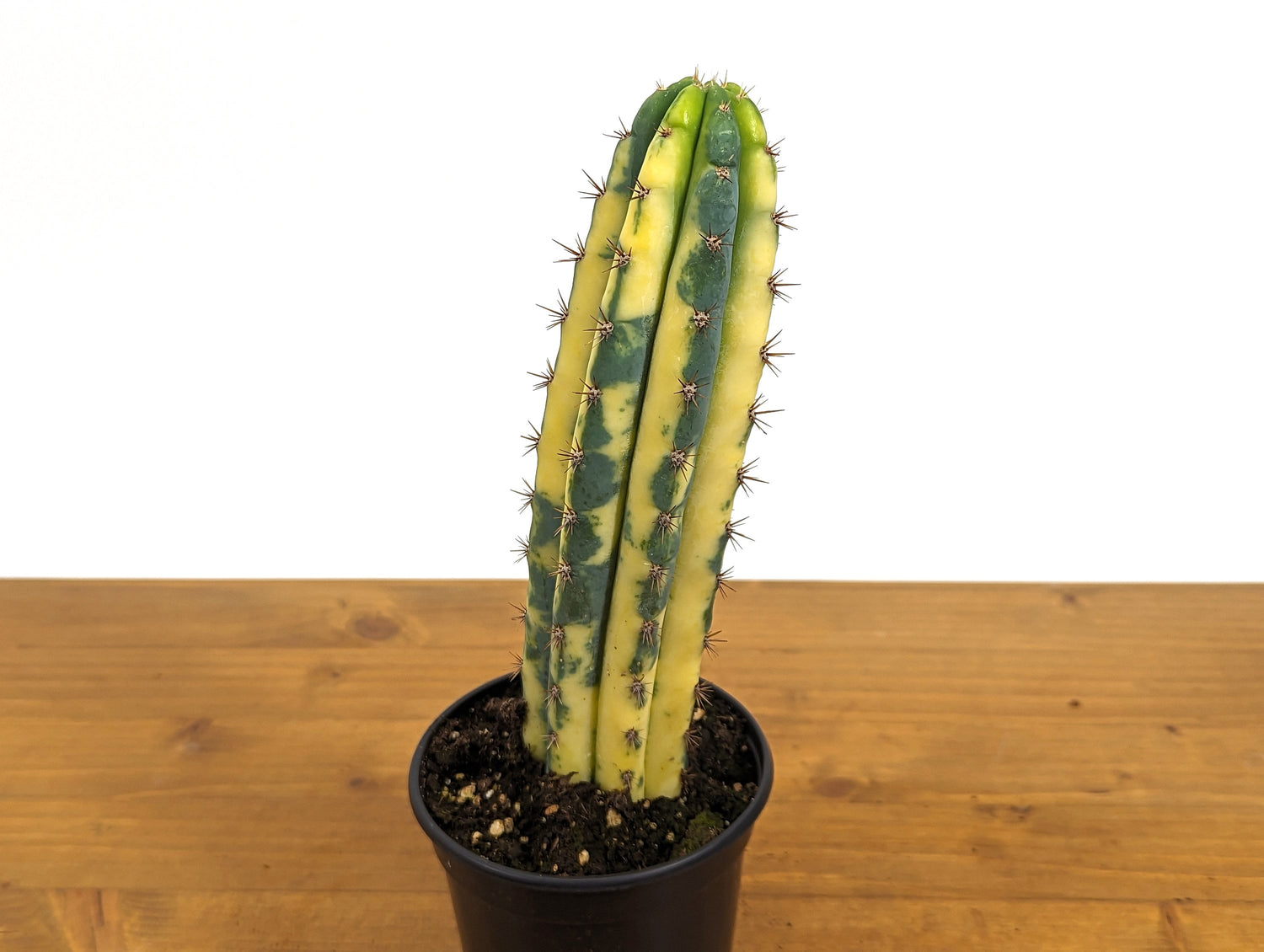 Variegated Blue Candle Cactus Live Plant - 4 Inch Pot