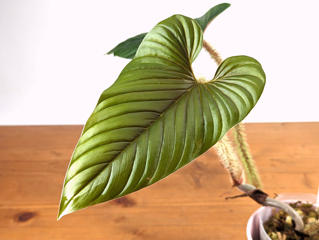 Philodendron serpens Mature Form | 4 inch pot