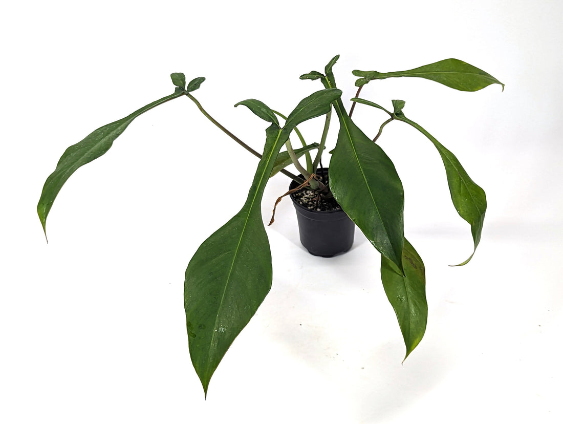 XL Philodendron Joepii - 4 Inch Pot