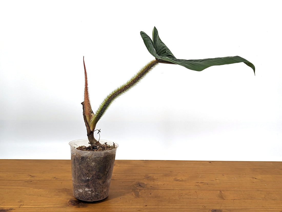 Philodendron serpens Mature Form | 4 inch pot