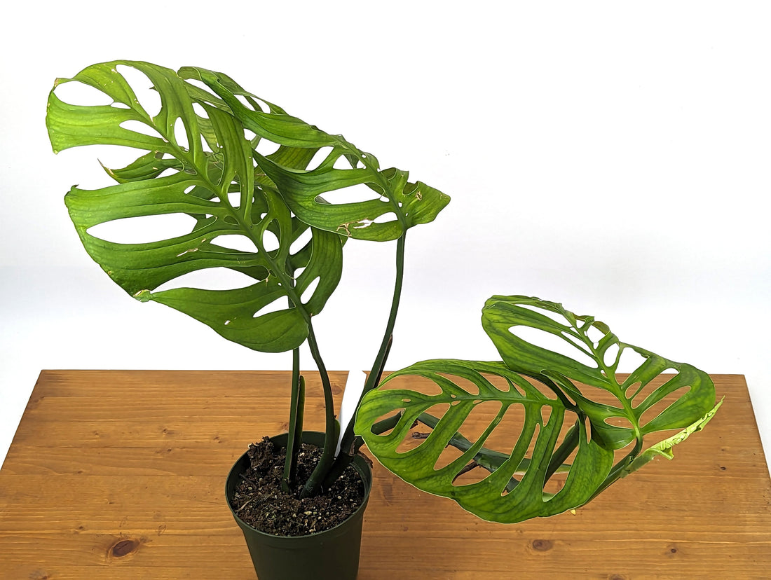 EXACT Monstera Esqueleto XL in 6 Inch Pot - Extra Large Size 