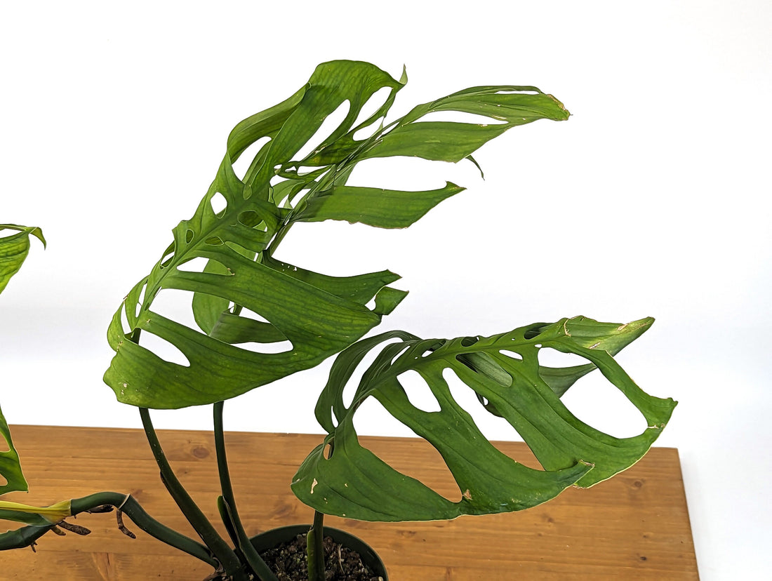 EXACT Monstera Esqueleto XL in 6 Inch Pot - Extra Large Size 