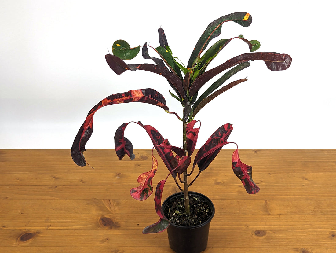 Rare Croton Jester Rooted Live Plant - 4 Inch Pot