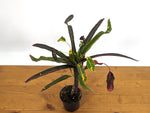 Croton Jester (Codiaeum Petra)