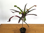 Croton Jester (Codiaeum Petra)