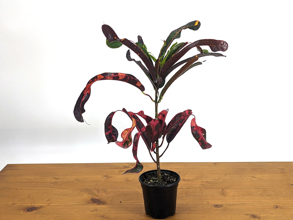 Croton Jester (Codiaeum Petra)