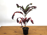 Croton Jester (Codiaeum Petra)