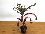 Croton Jester (Codiaeum Petra)