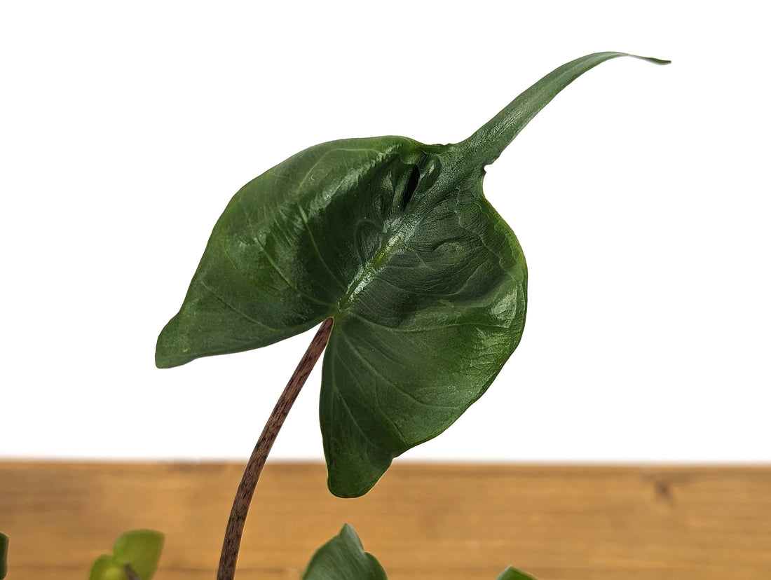 Alocasia Stingray - 4 Inch Pot Live Houseplant Indoor Plant Unique Shape Like a Stingray!