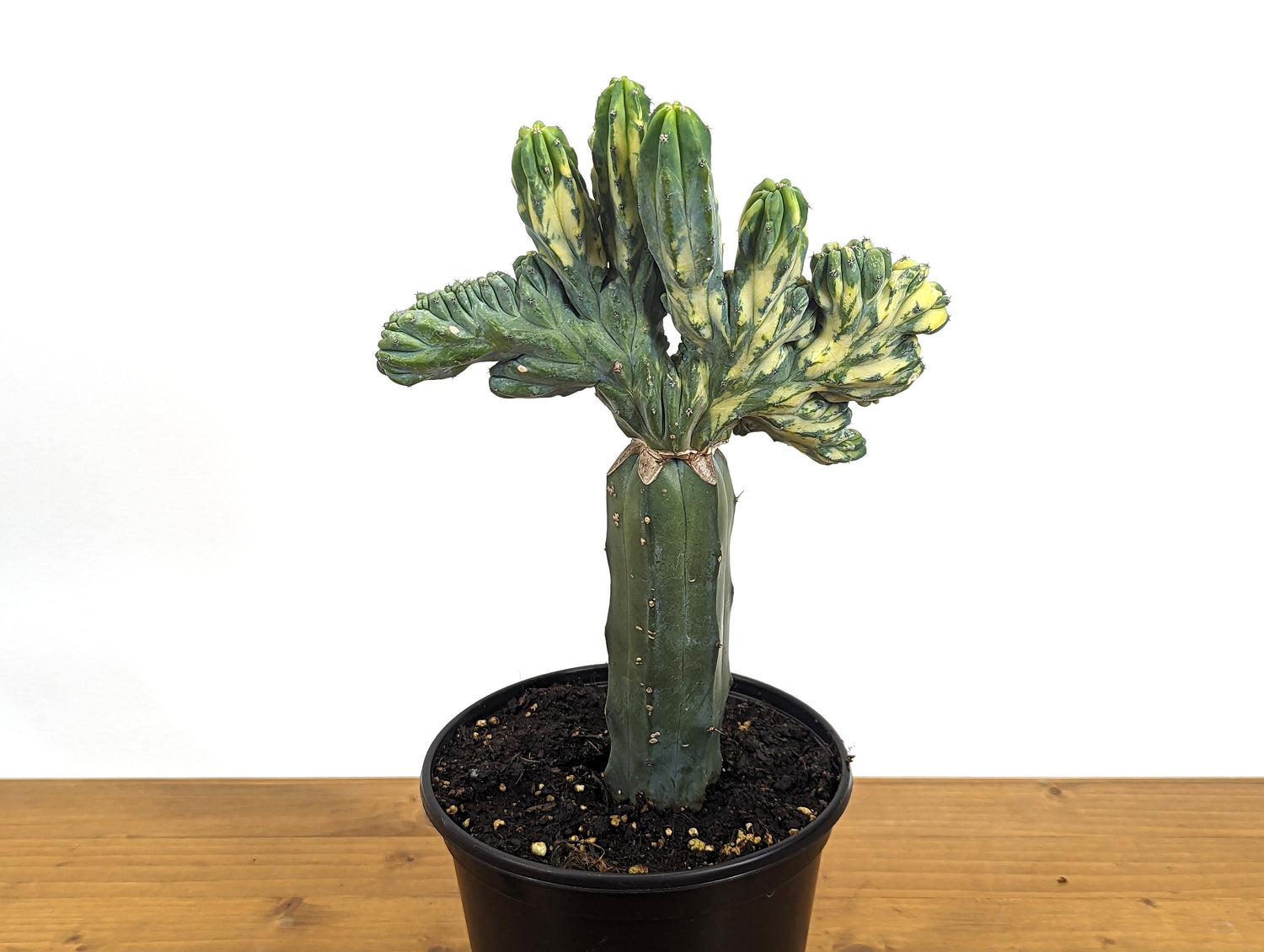 Blue Myrtle Crested Cactus, Myrtillocactus in 6&quot; pot