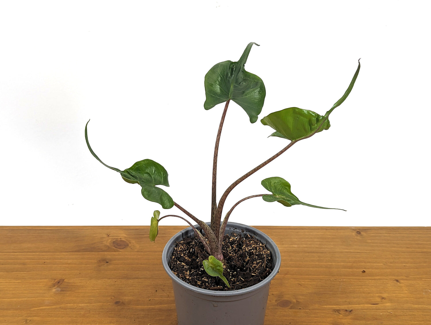 Alocasia Stingray in 4 Inch Pot