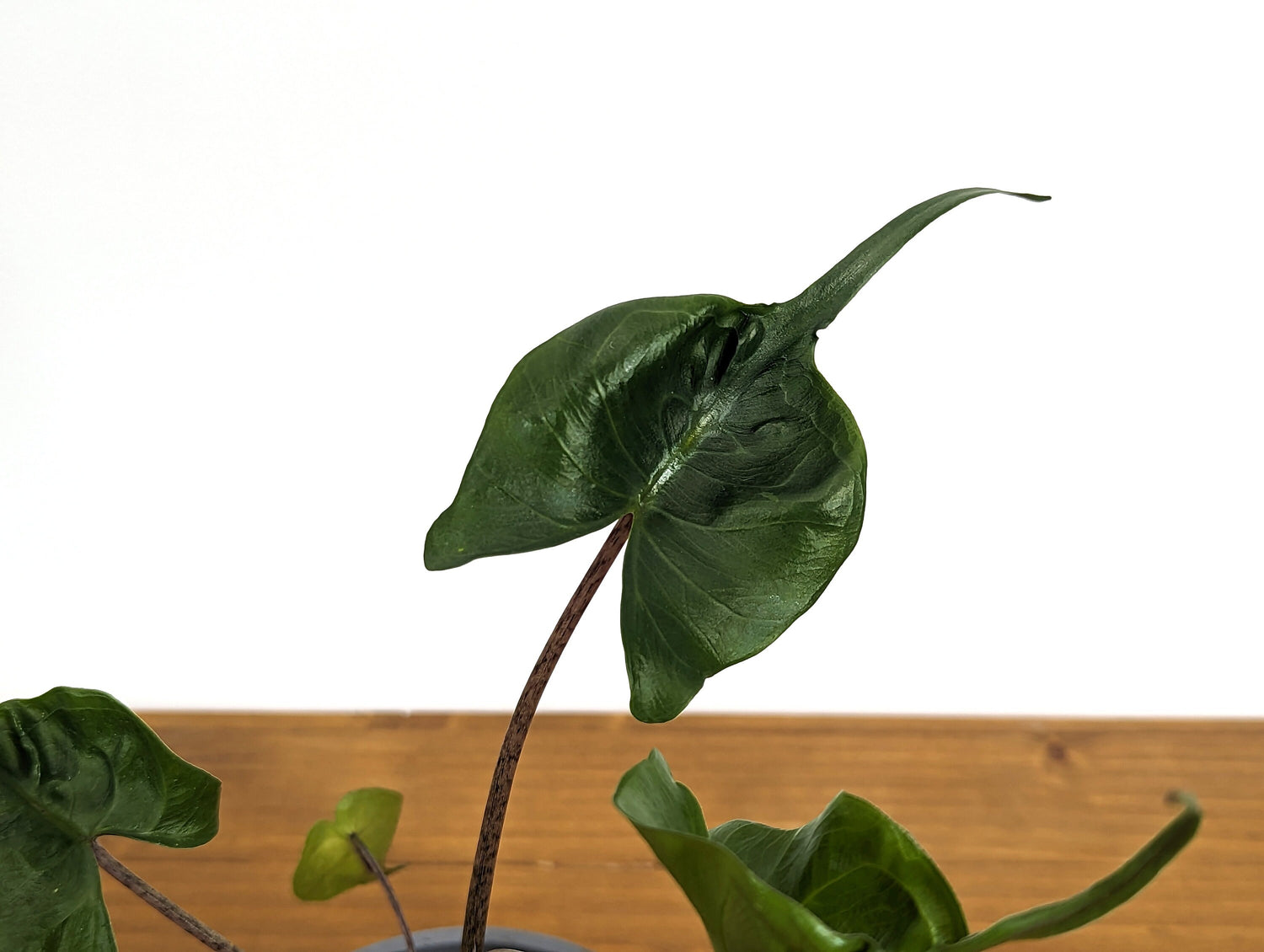 Alocasia Stingray in 4 Inch Pot