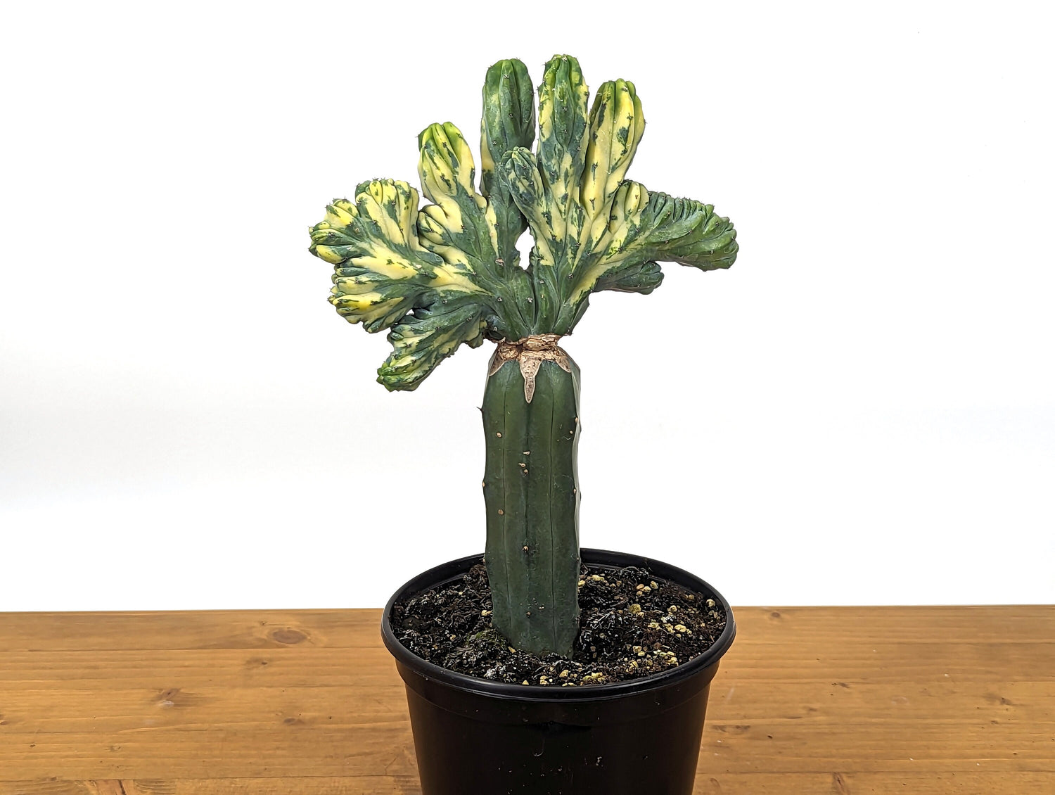 Blue Myrtle Crested Cactus, Myrtillocactus in 6&quot; pot