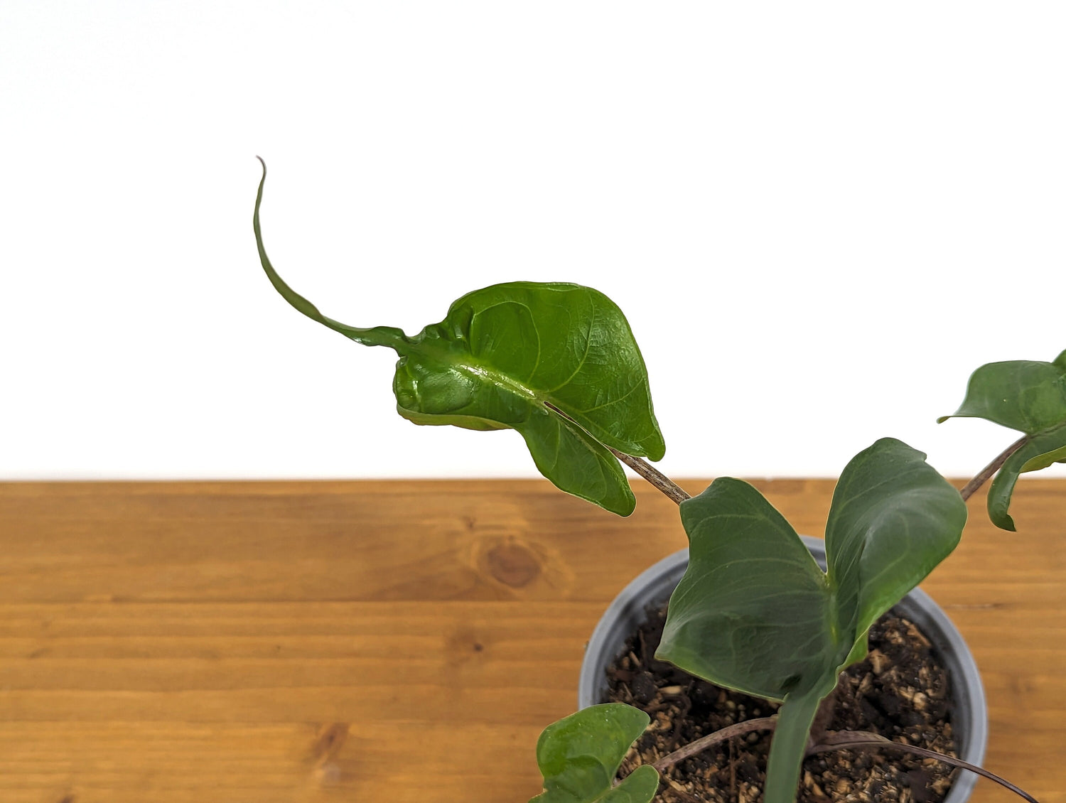 Alocasia Stingray in 4 Inch Pot