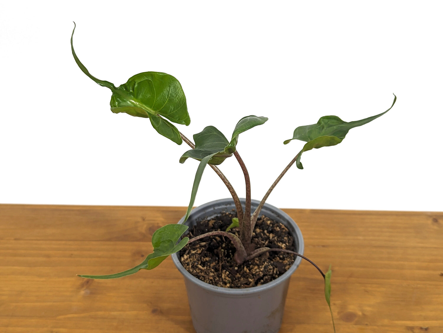 Alocasia Stingray in 4 Inch Pot