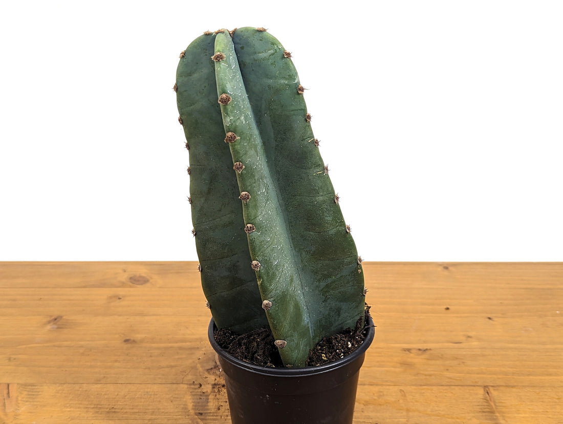 Peruvian Apple Cactus Live Plant - 4 Inch Pot