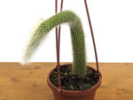 Monkey Tail Cactus -
