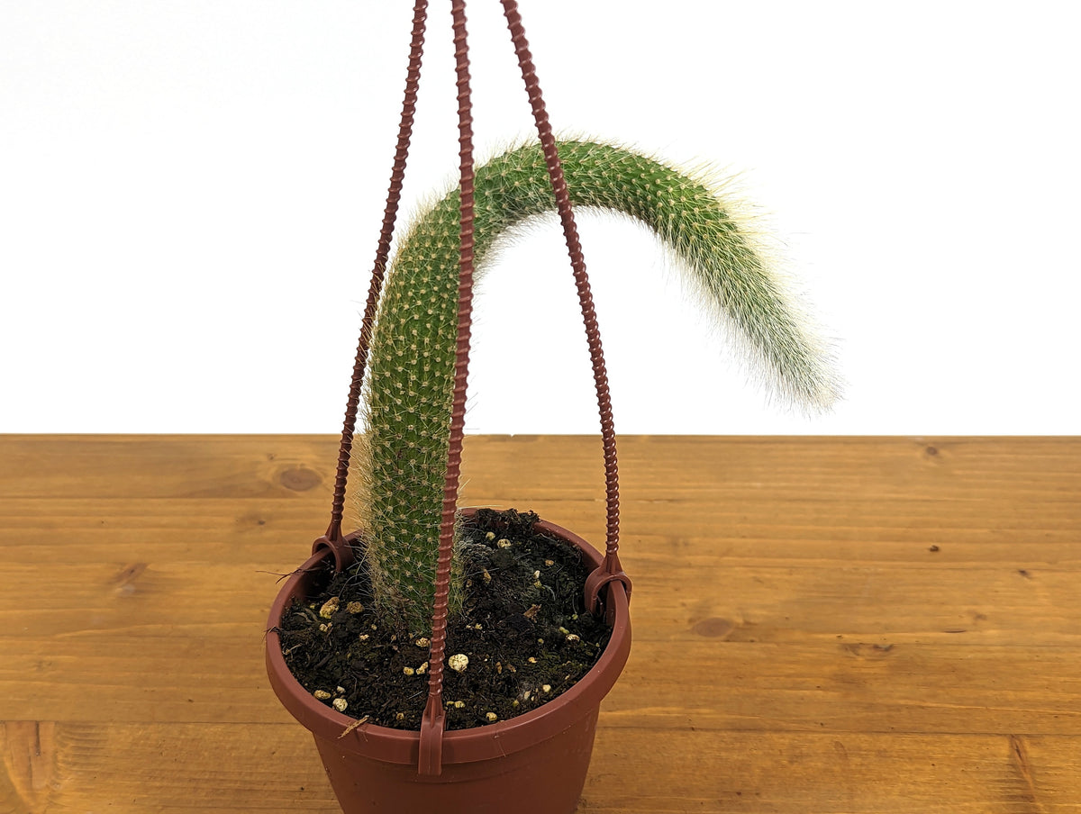 Monkey Tail Cactus -