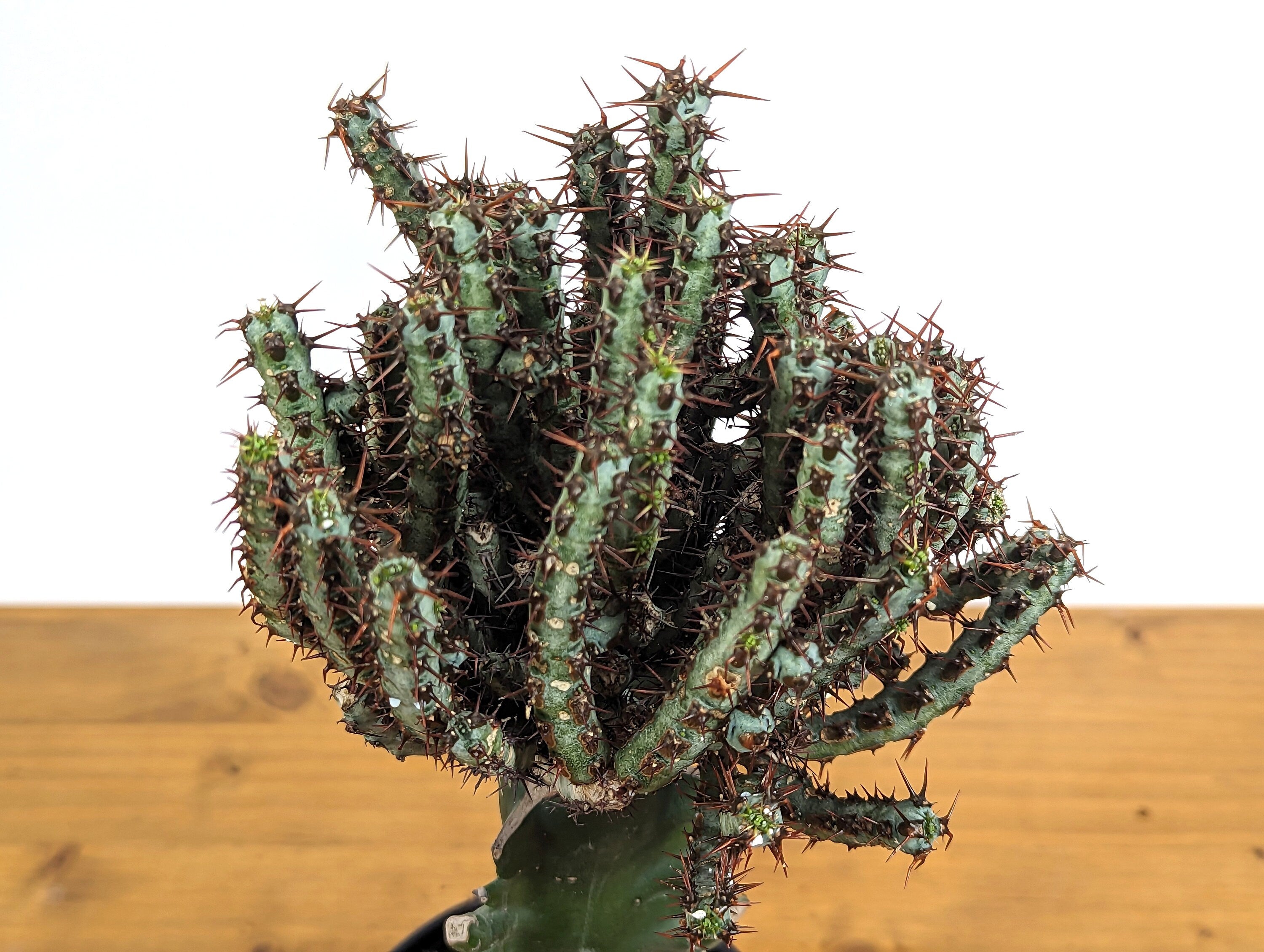Euphorbia Aeruginosa Grafted Rooted Live Plant - 4 Inch Pot