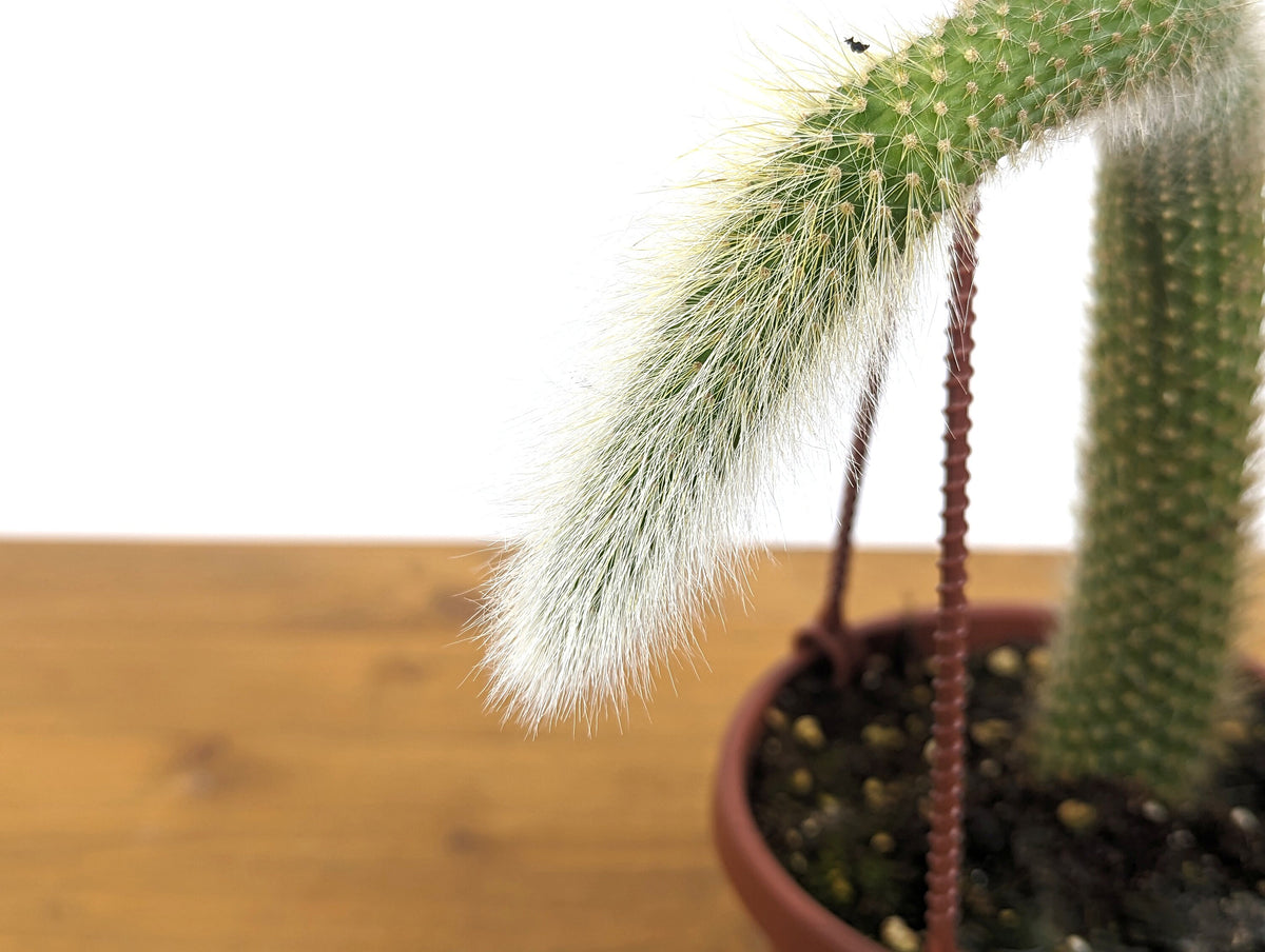 Monkey Tail Cactus -