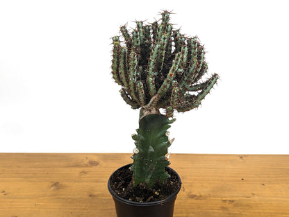 Euphorbia Aeruginosa Grafted Rooted Live Plant - 4 Inch Pot