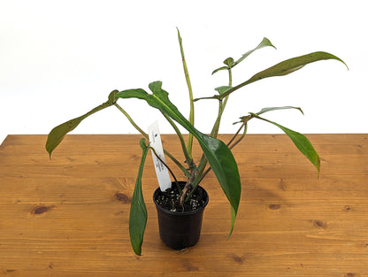 EXACT Plant Variegated Philodendron Joepii - 4 Inch Pot - ID 