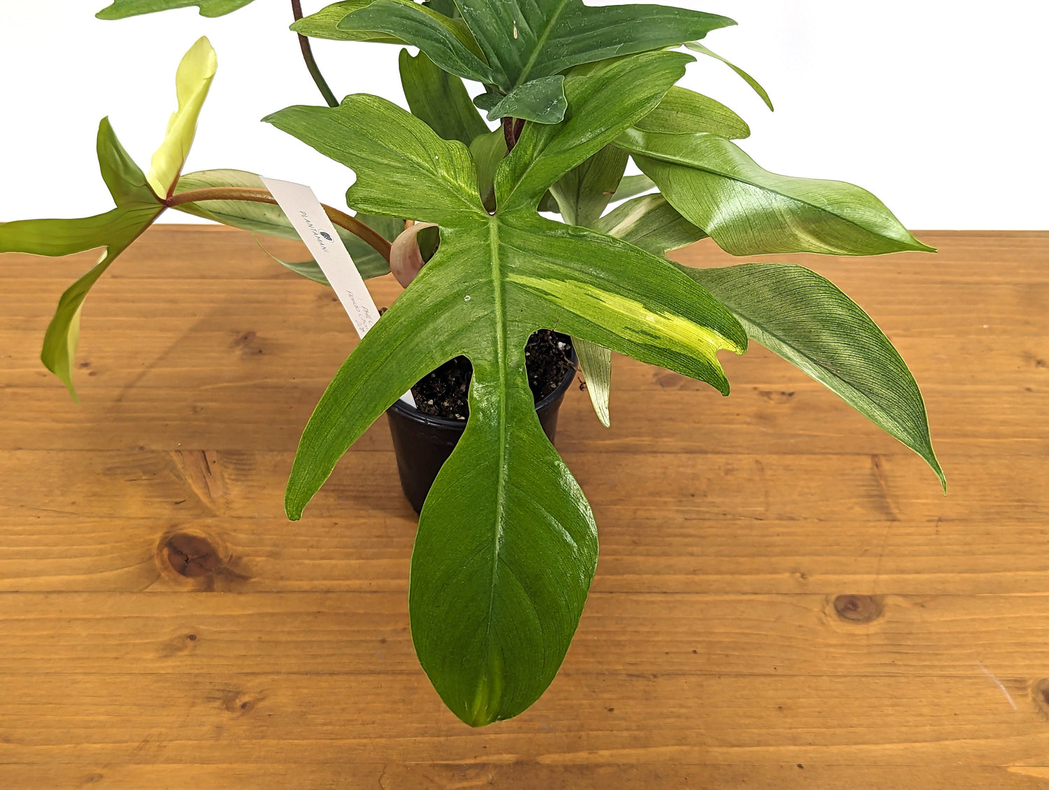 EXACT XL Philodendron Florida Ghost Mint Beautiful Half Moon - Rooted Plants in 4 Inch Pot 