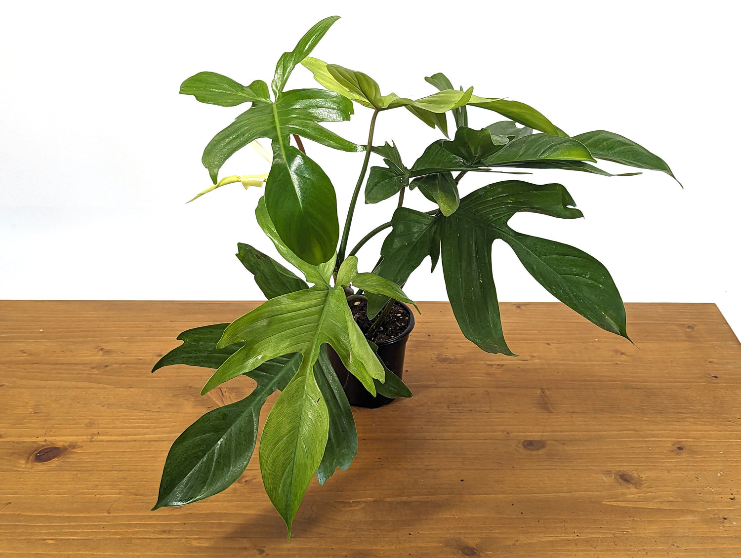 EXACT XL Philodendron Florida Ghost Mint Half Moon - Rooted Plants in 4 Inch Pot 