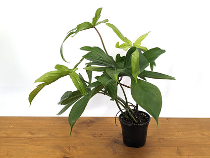EXACT XL Philodendron Florida Ghost Mint Half Moon - Rooted Plants in 4 Inch Pot 